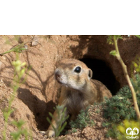 گونه سنجاب زمینی پیر احمد Spermophilus xanthoprymnus